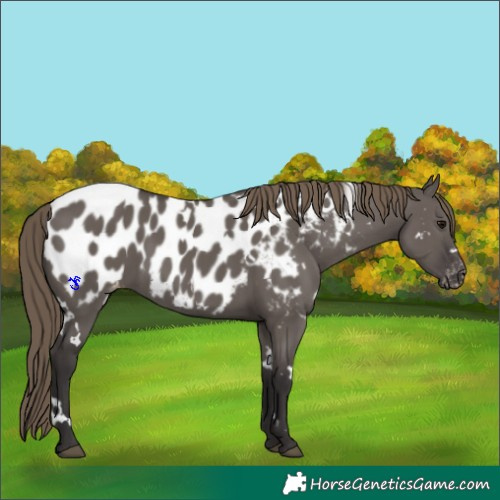 Horse Color:White Spotted Smoky Grullo Appaloosa