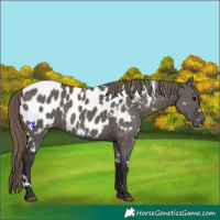 Horse Color:White Spotted Smoky Grullo Appaloosa