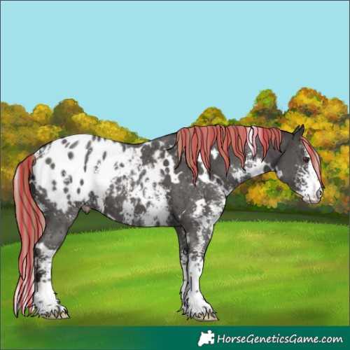 Horse Color:Painted White Spotted Liver Chestnut Sabino Blanket