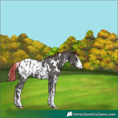 Horse Color:Painted White Spotted Liver Chestnut Sabino Appaloosa 