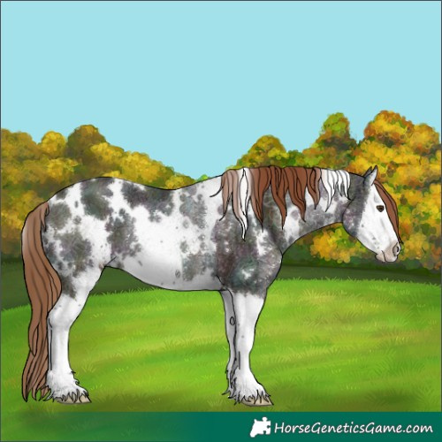 Horse Color:White Spotted Midnight Chestnut Ice Splash Rabicano 
