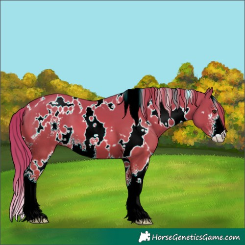 Horse Color:White Spotted Chestnut Sabino
