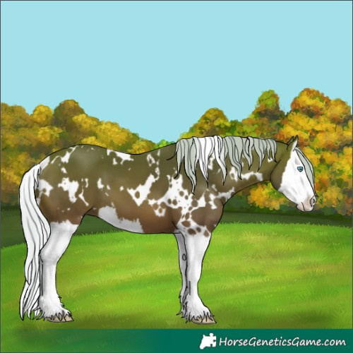 Horse Color:White Spotted Silver Bay Splash