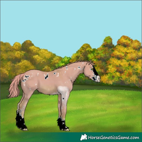 Horse Color:Watercolor White Spotted Red Dun Sabino Splash 