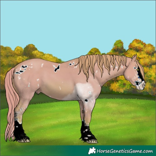 Horse Color:Watercolor White Spotted Red Dun Sabino Splash 