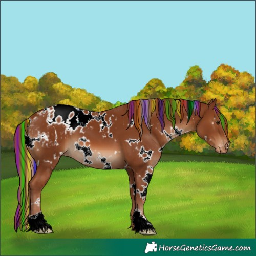 Horse Color:Painted White Spotted Chestnut Blanket