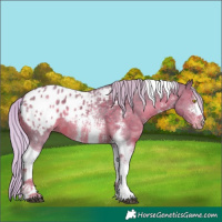 Horse Color:Watercolor Silver Black Sabino Tobiano Appaloosa