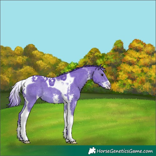 Horse Color:Watercolor Brown Sabino Tobiano 