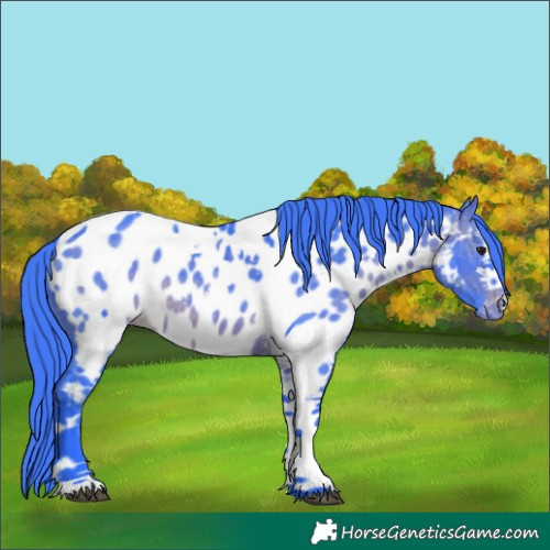 Horse Color:Watercolor Brown Sabino Tobiano Near Leopard 