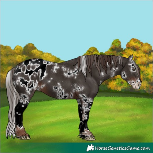Horse Color:White Spotted Liver Chestnut Splash Blanket