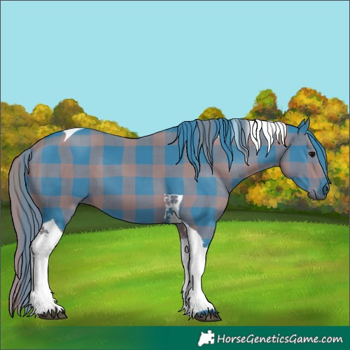 Horse Color:Watercolor Plaid  Black Tobiano 