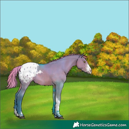 Horse Color:Watercolor Liver Red Dun Sabino Tobiano Appaloosa 