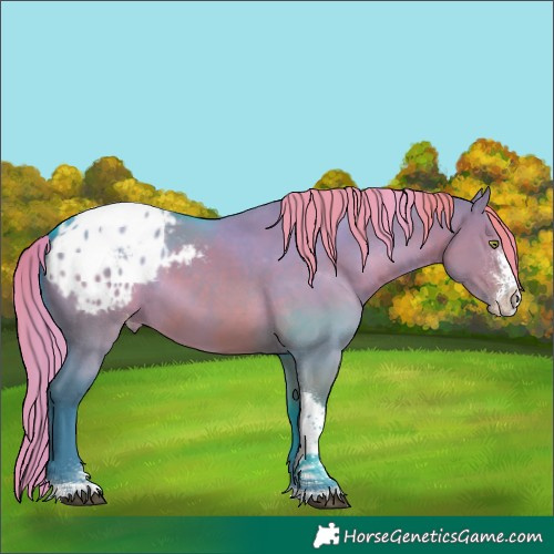 Horse Color:Watercolor Liver Red Dun Sabino Tobiano Blanket