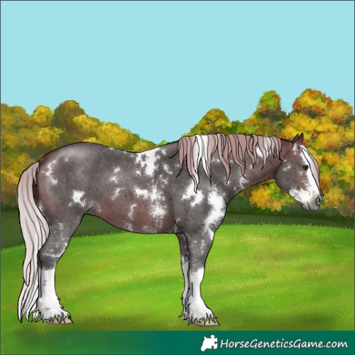 Horse Color:Gray White Spotted Silver Bay Sabino Splash