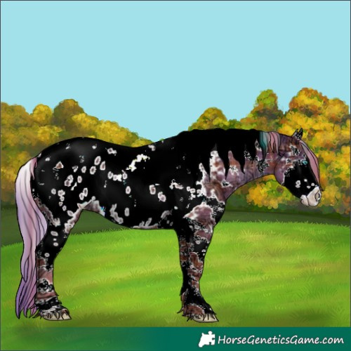 Horse Color:Plaid White Spotted Chestnut Ice Splash Tobiano Near Leopard