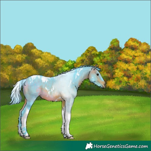 Horse Color:Watercolor White Spotted Bay Tobiano 
