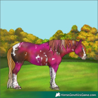 Horse Color:White Spotted Liver Chestnut Splash Tobiano