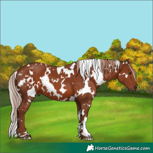 Horse Color:White Spotted Chestnut