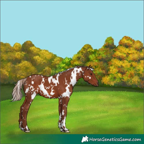 Horse Color:White Spotted Chestnut 