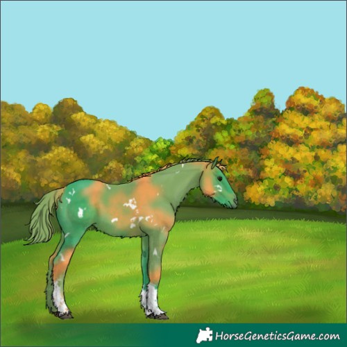 Horse Color:Watercolor White Spotted Bay Tobiano 