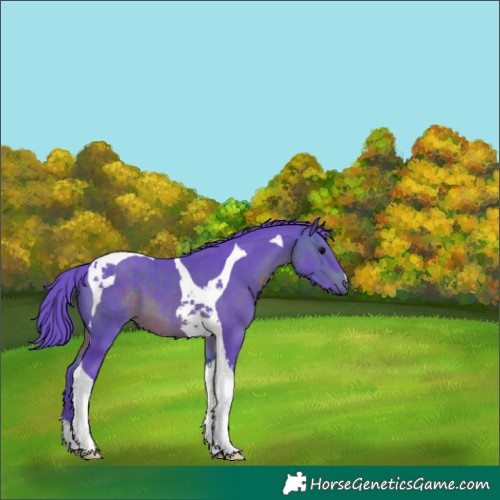 Horse Color:Watercolor Brown Tobiano 