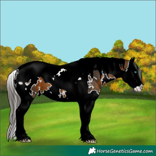 Horse Color:White Spotted Bay Splash Tobiano 