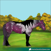 Horse Color:White Spotted Bay Tobiano 