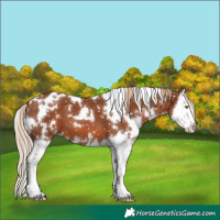 Horse Color:White Spotted Chestnut Splash Appaloosa