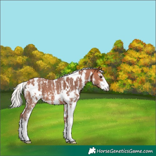 Horse Color:White Spotted Silver Bay Sabino Appaloosa 
