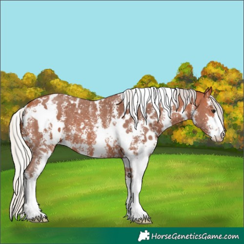 Horse Color:White Spotted Silver Bay Sabino Appaloosa 