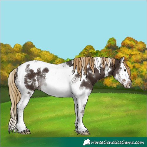 Horse Color:White Spotted Liver Chestnut Splash Tobiano 