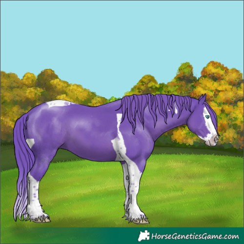 Horse Color:Watercolor Black Splash Tobiano 