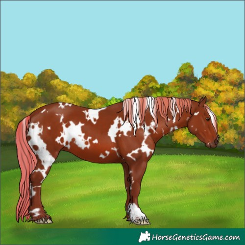 Horse Color:White Spotted Chestnut