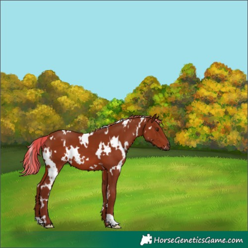 Horse Color:White Spotted Chestnut 