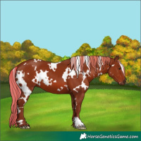 Horse Color:White Spotted Chestnut 