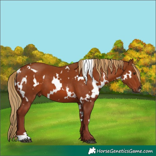 Horse Color:White Spotted Chestnut 