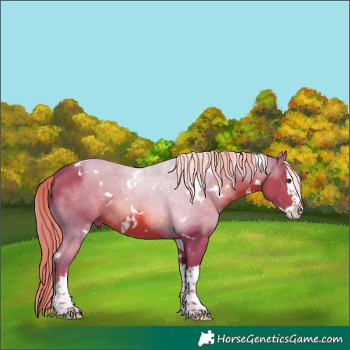 Horse Color:Watercolor White Spotted Chestnut Splash 