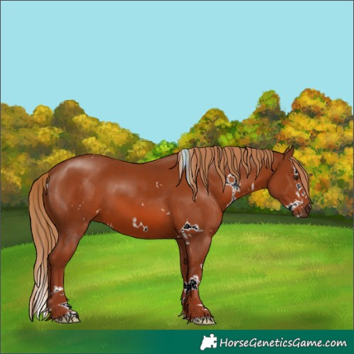 Horse Color:White Spotted Chestnut Splash 
