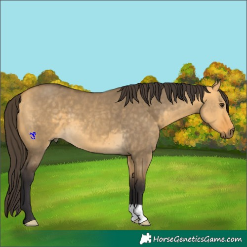 Horse Color:Buckskin Dun 