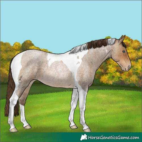 Horse Color:Gray Buckskin Roan Pearl Tobiano Rabicano