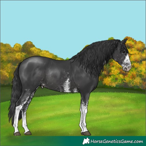 Horse Color:White Spotted Black Tobiano Rabicano 