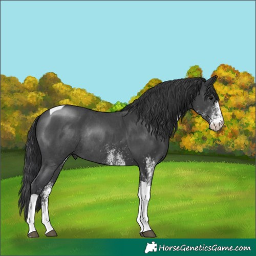 Horse Color:White Spotted Black Tobiano Rabicano 