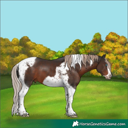 Horse Color:Liver Chestnut Splash Tobiano Frame