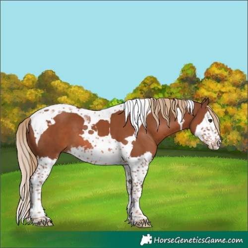 Horse Color:Chestnut Splash Tobiano