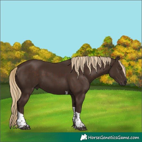 Horse Color:Liver Chestnut Tobiano 