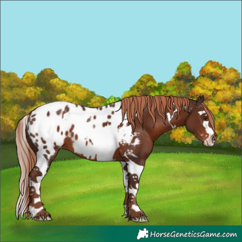 Horse Color:Liver Chestnut Splash Tobiano Near Leopard 