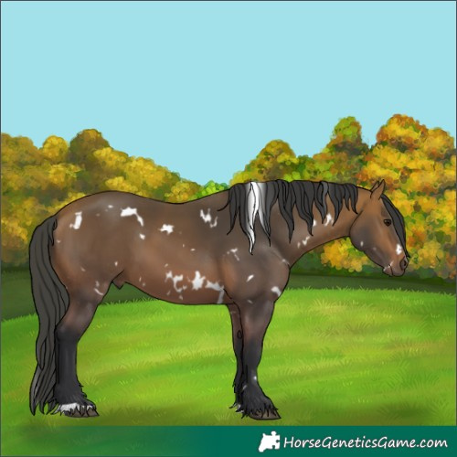 Horse Color:White Spotted Bay 
