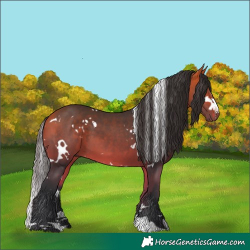 Horse Color:White Spotted Bay 