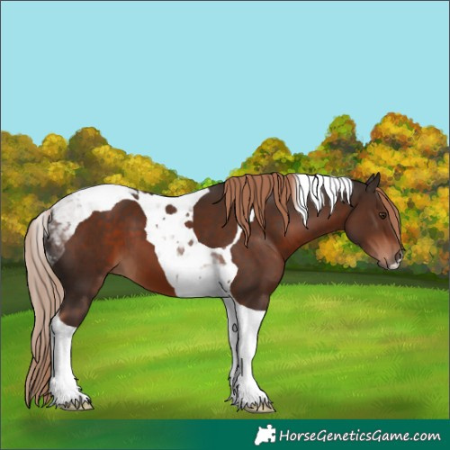 Horse Color:Liver Chestnut Tobiano