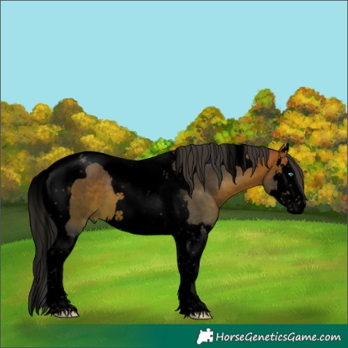 Horse Color:Void Bay Splash Tobiano